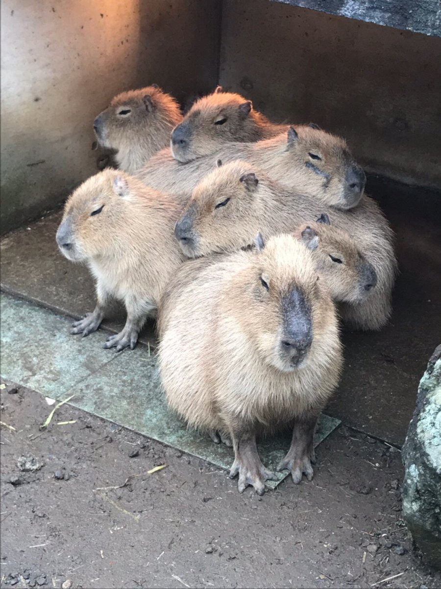 シャボテン公園 - タカハマライフアート